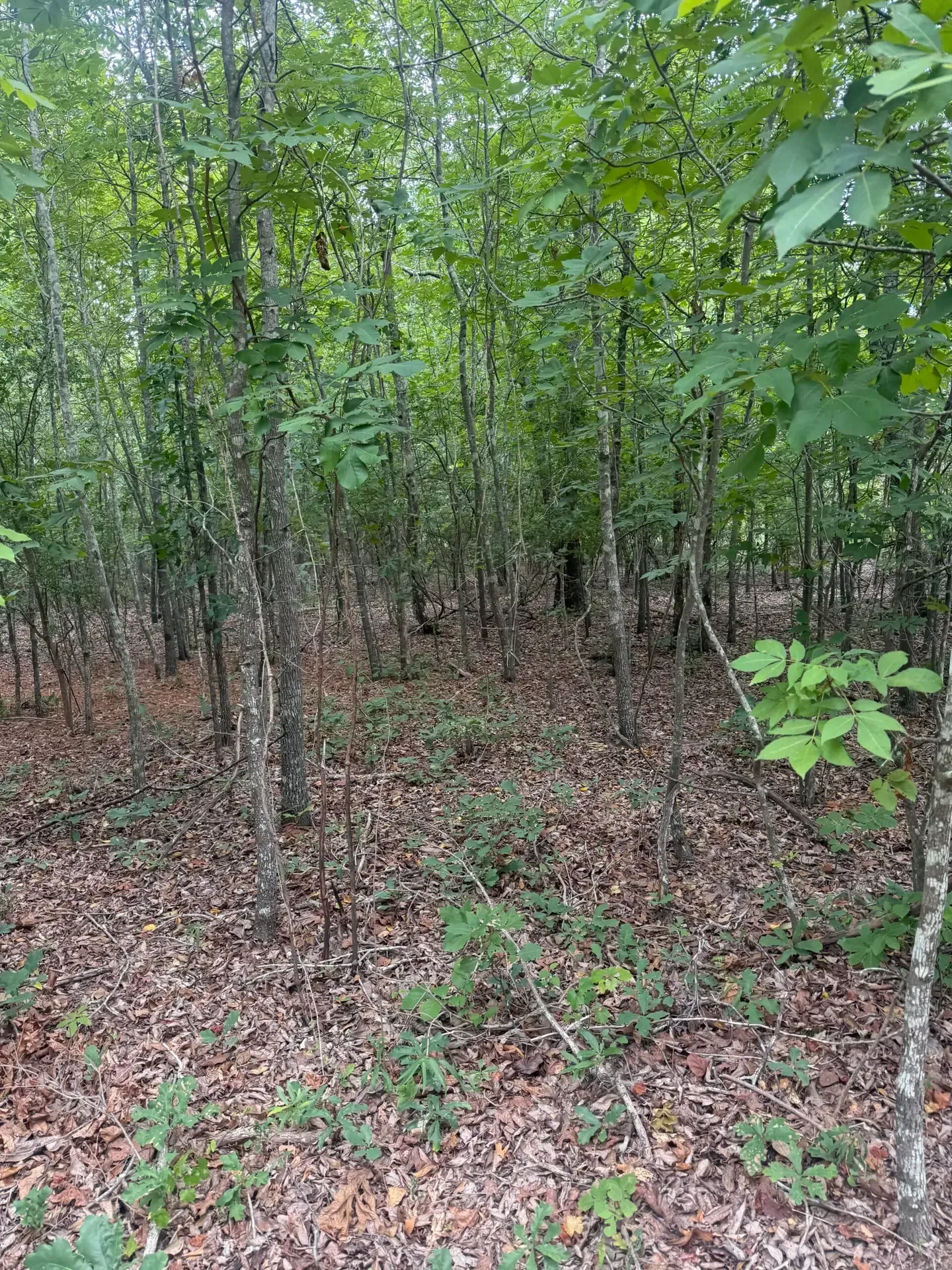 Dense green woodland with thin tree trunks and leaf-covered ground.