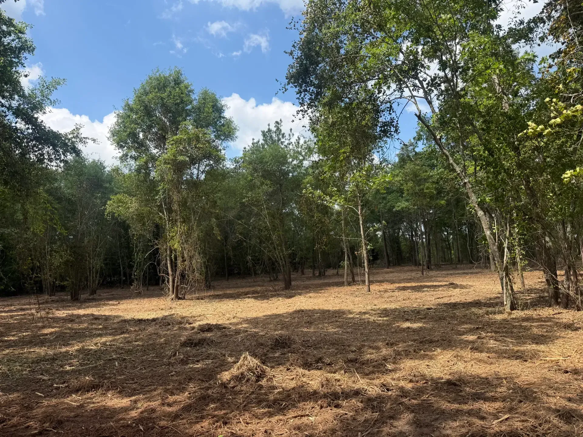 Dry, cleared woodland with scattered trees under a blue sky
