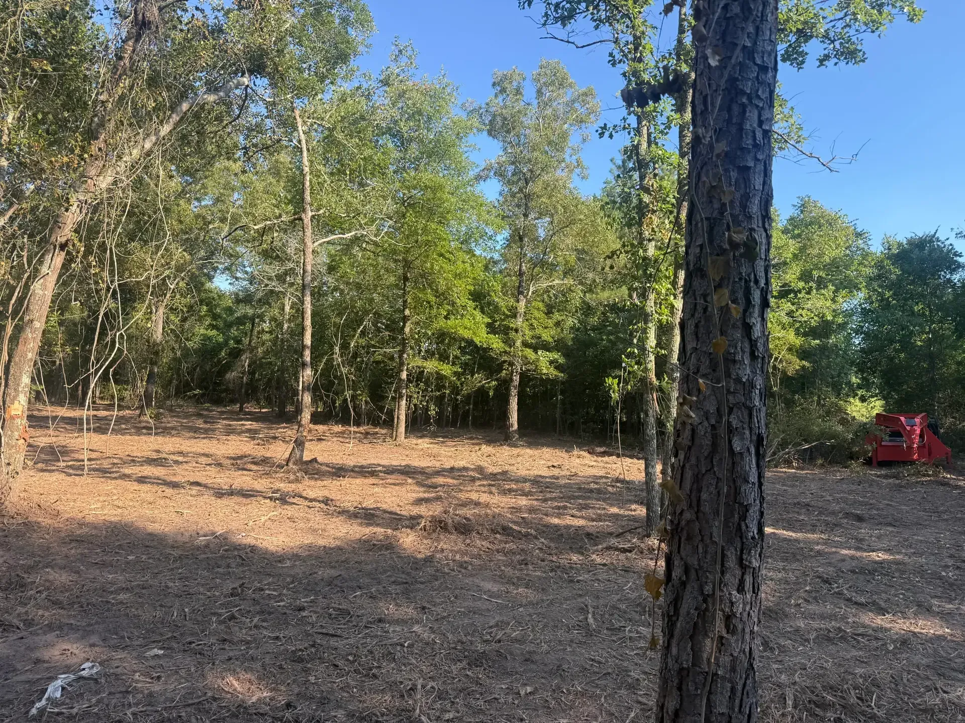 Wooded clearing with scattered trees, dry ground, and a red vehicle in the distance