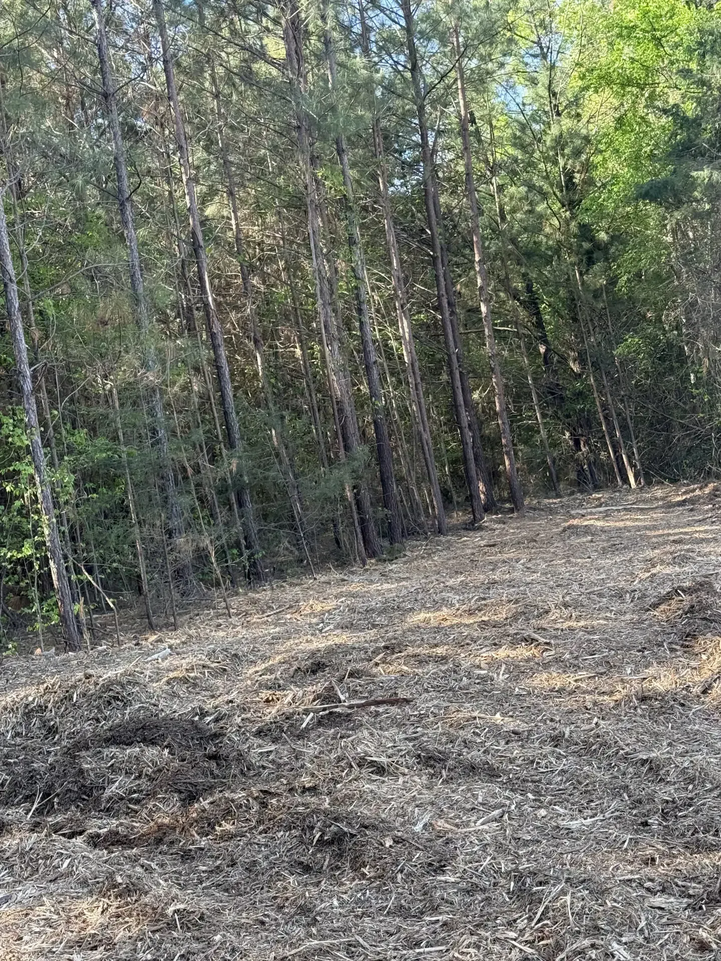 Sunlit forest clearing with sparse trees and dry, uneven ground