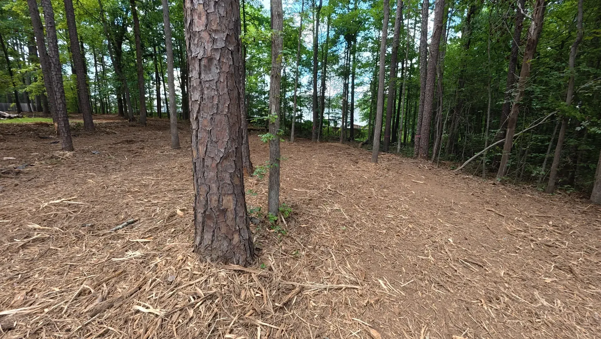 Wooded area with tall trees and a ground covered in wood chips and leaves