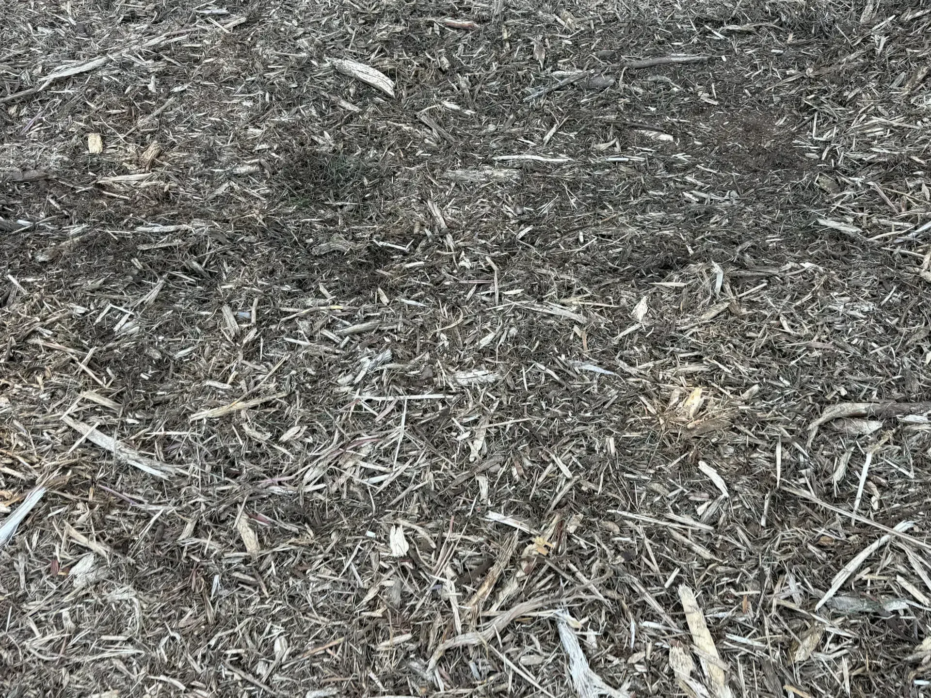 Dry, gray-brown ground covered with scattered wood chips and twigs.