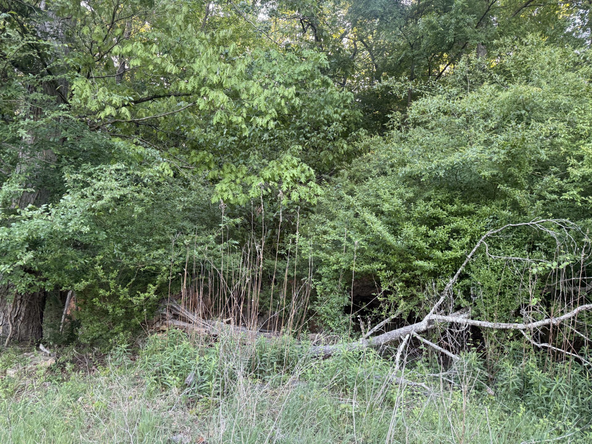 Dense green woodland edge with tangled brush and tall grass in the foreground