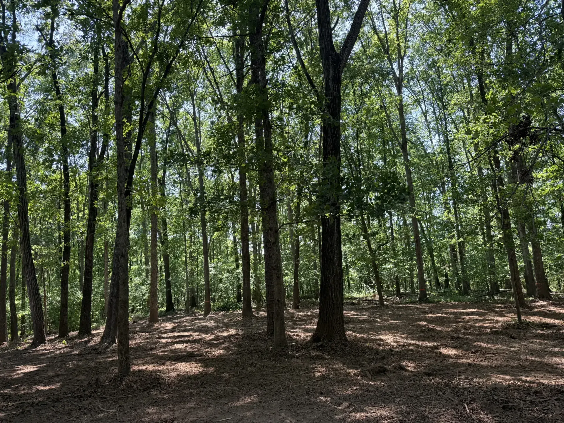 Sunlit forest with tall trees and a leaf-covered ground