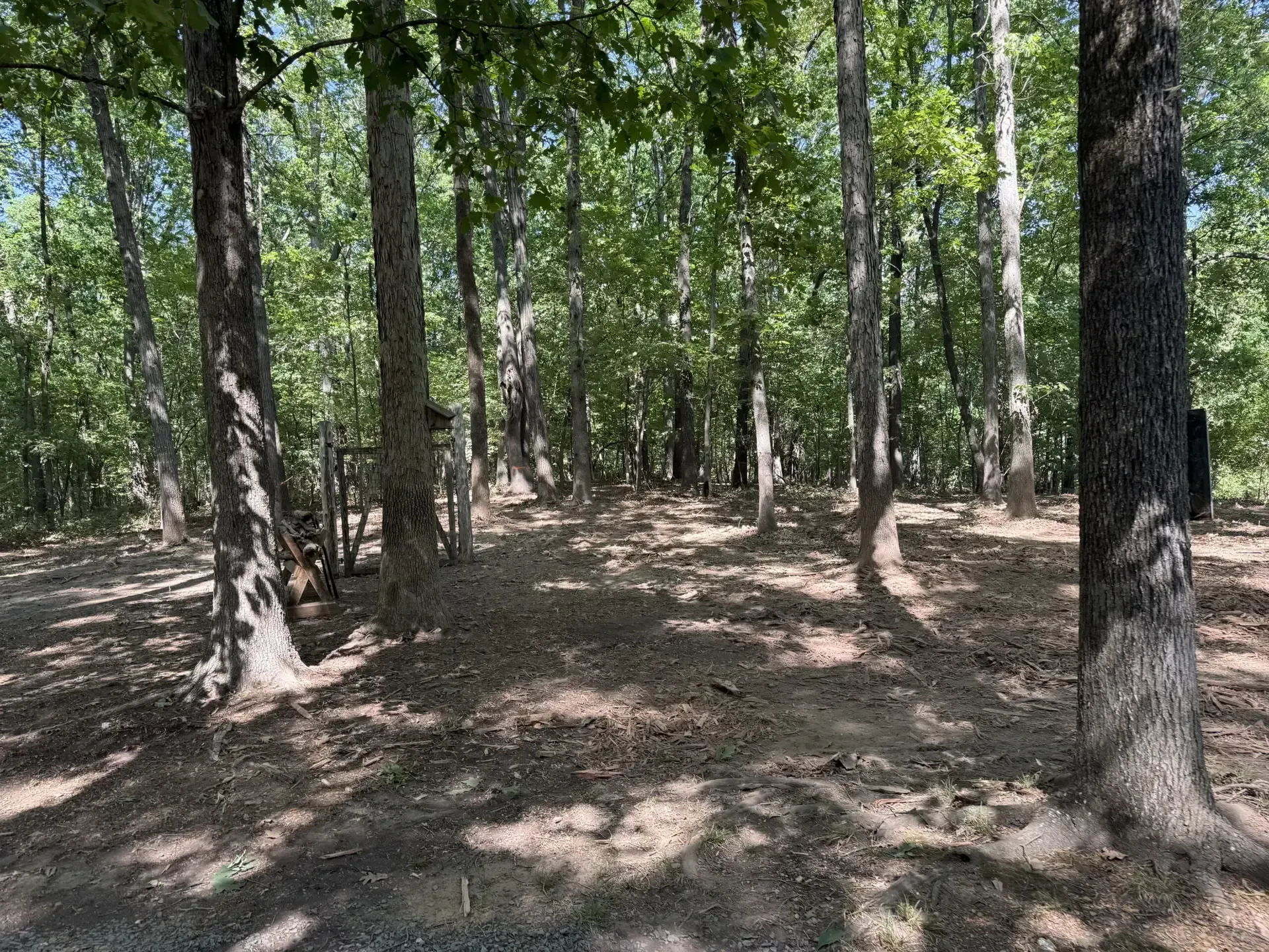 Quiet wooded area with tall trees and dappled sunlight on the forest floor