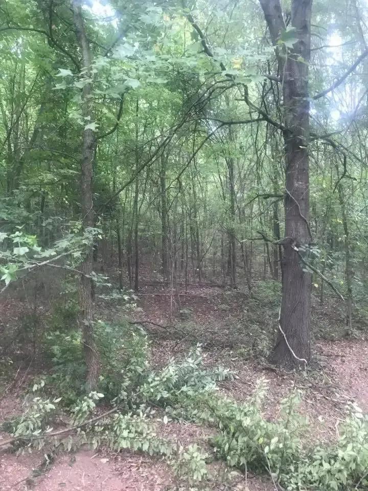 Dense green woodland with tall trees, underbrush, and a dirt path in the foreground