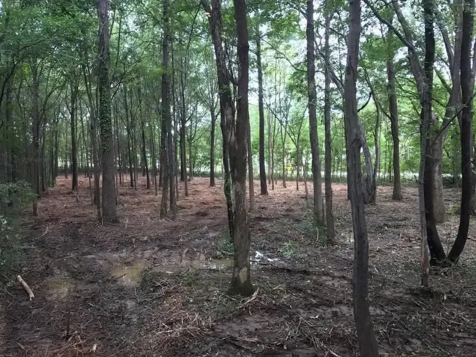 Sparse trees in a wooded area with a bare dirt and leaf-covered forest floor.