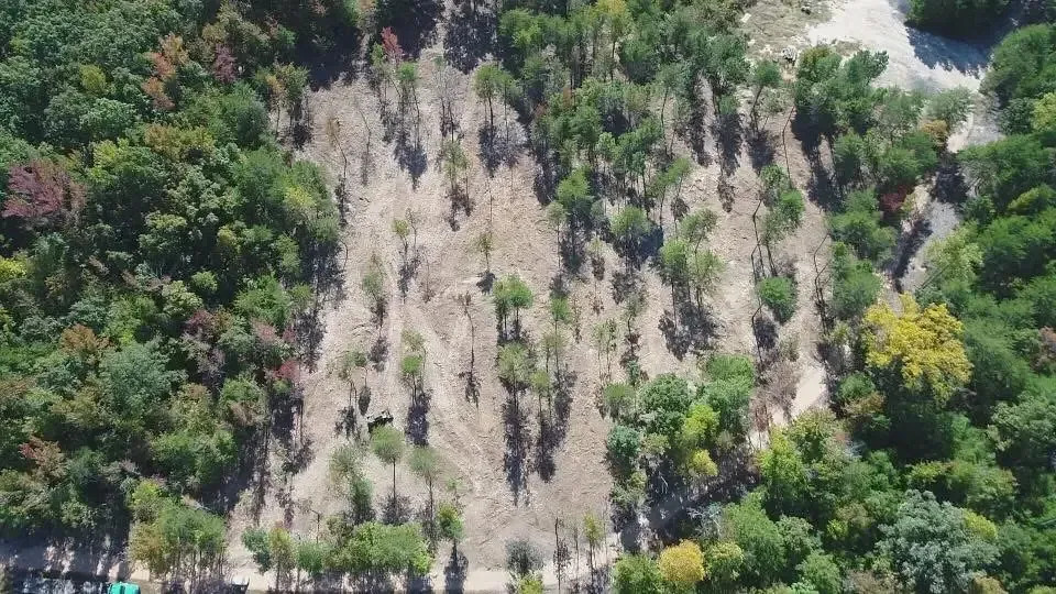 Aerial view of a dense green forest with a central patch of pale, leafless trees