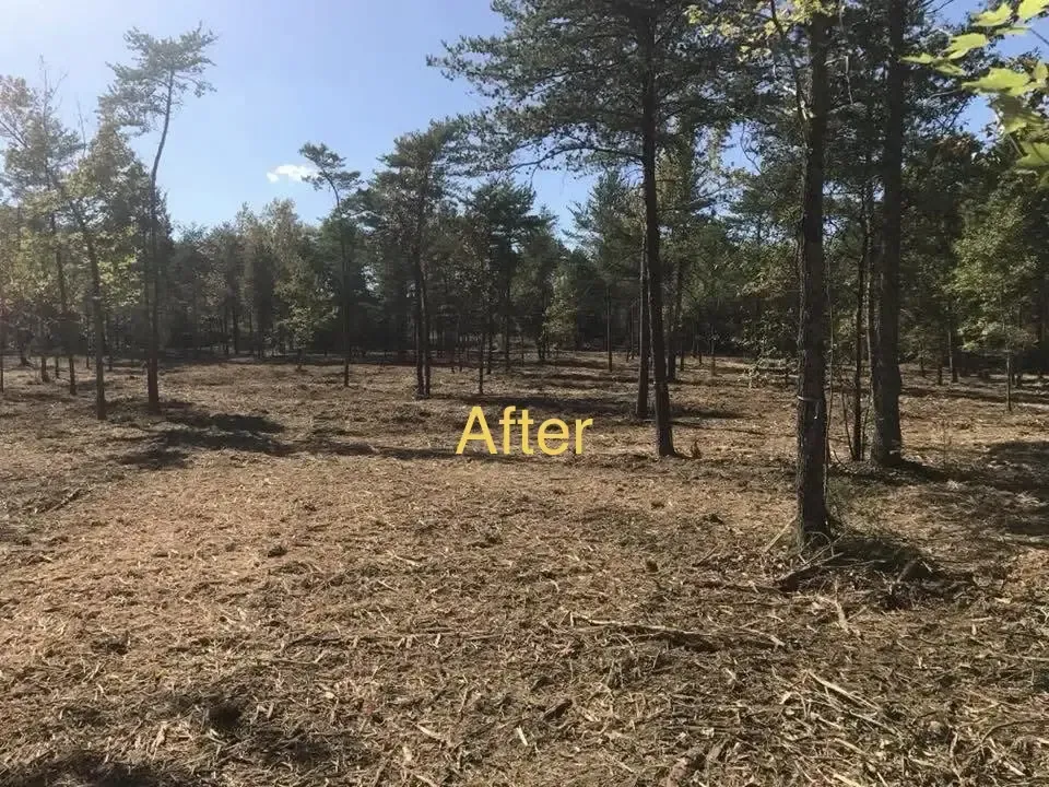 Sparse pine forest clearing with bare ground and “After” text overlaid.