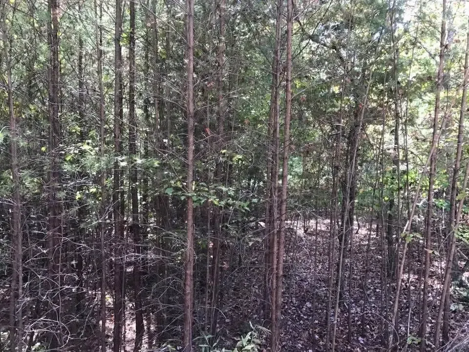 Dense forest of tall thin trees with green foliage and a dark forest floor