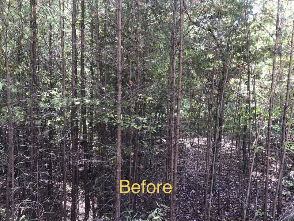 Dense forest of thin tree trunks with sunlight, labeled “Before” in yellow text near the bottom.
