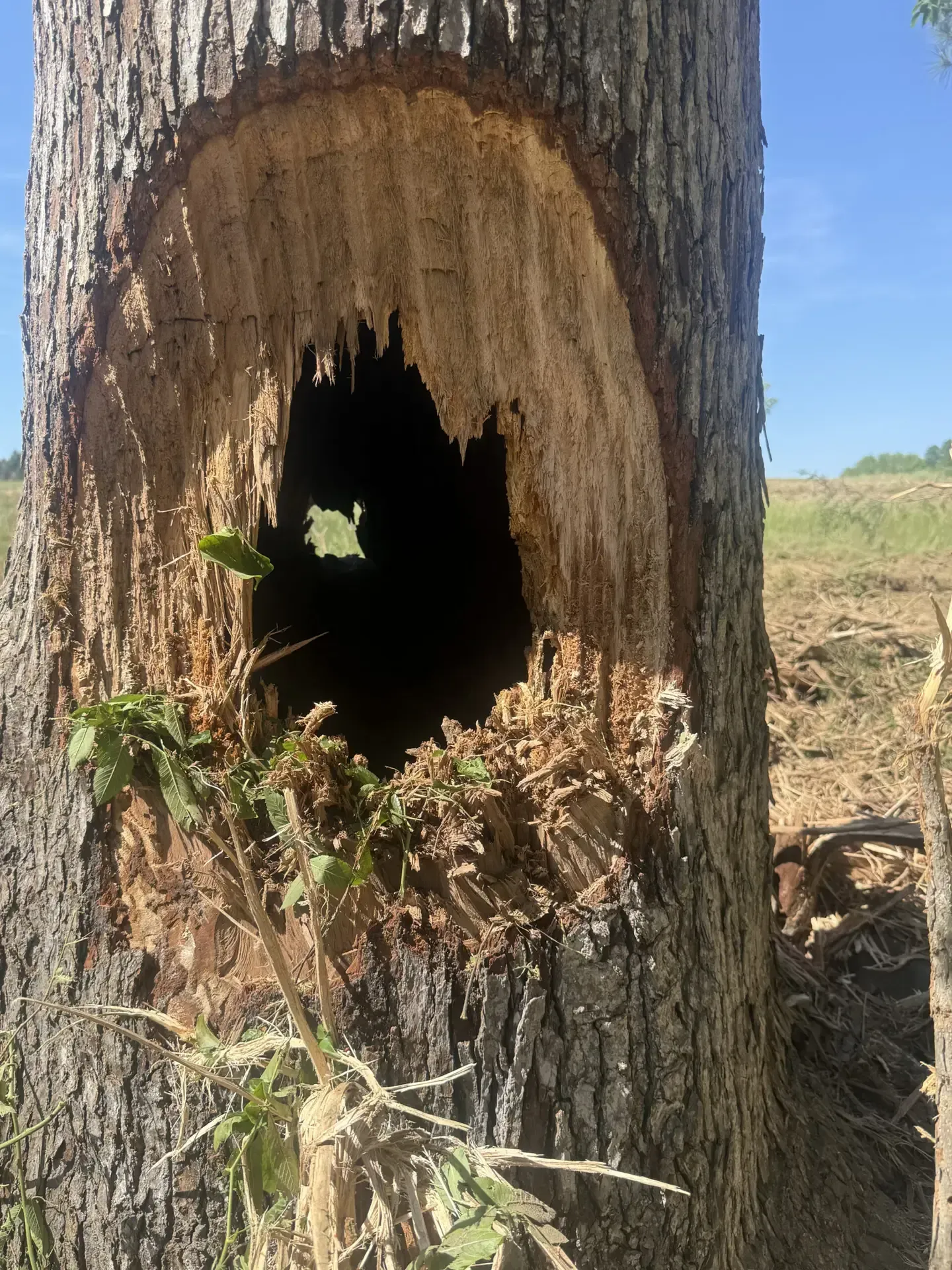 Damaged tree trunk with a large hollow cavity in a dry grassy field