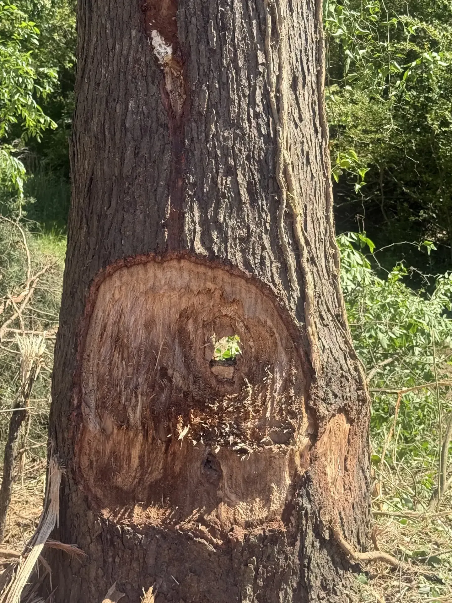 Tree trunk with a large circular bark wound and exposed wood near the base, outdoors in a wooded area
