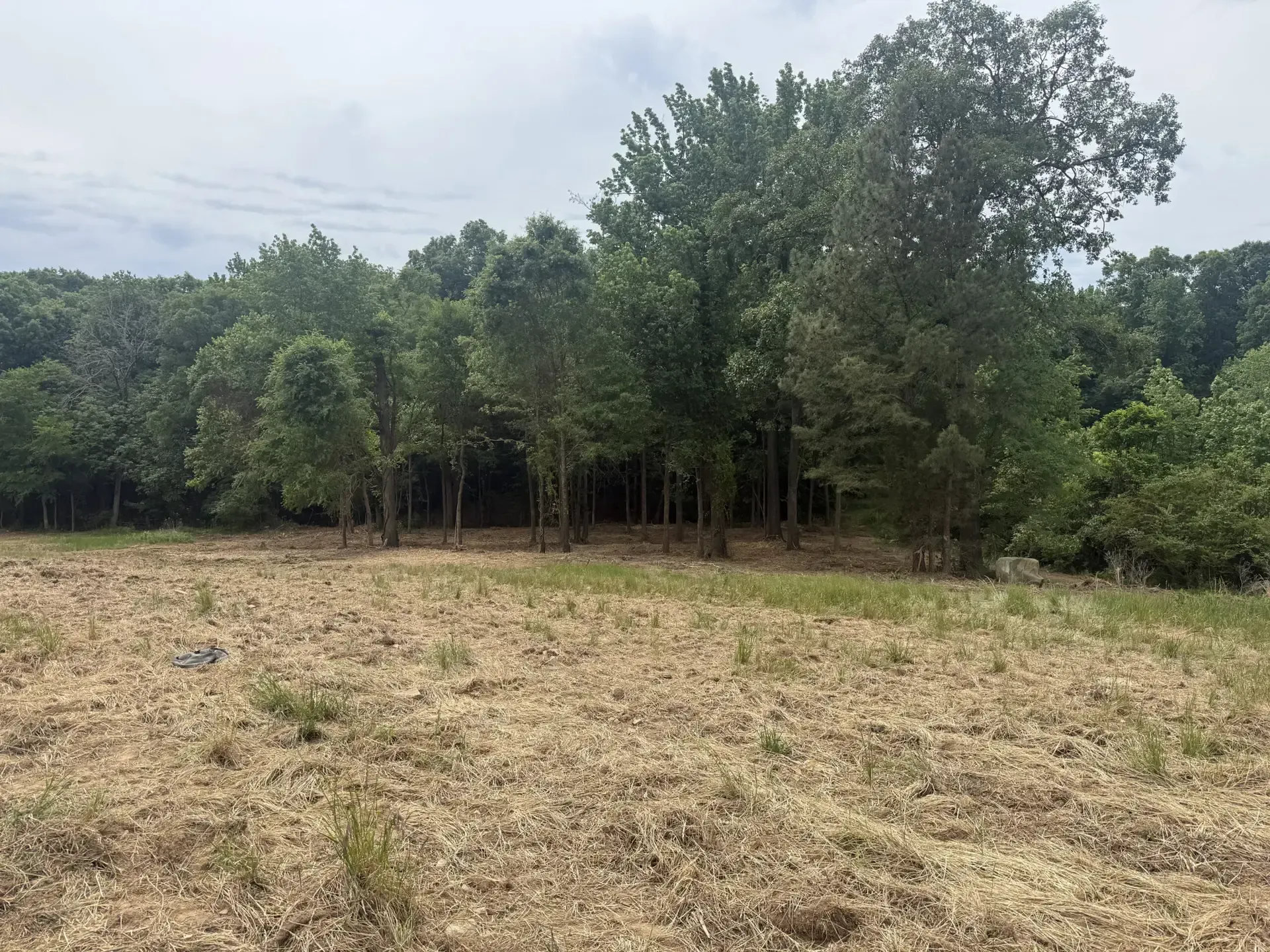Dry grassy field bordered by dense green trees under a cloudy sky