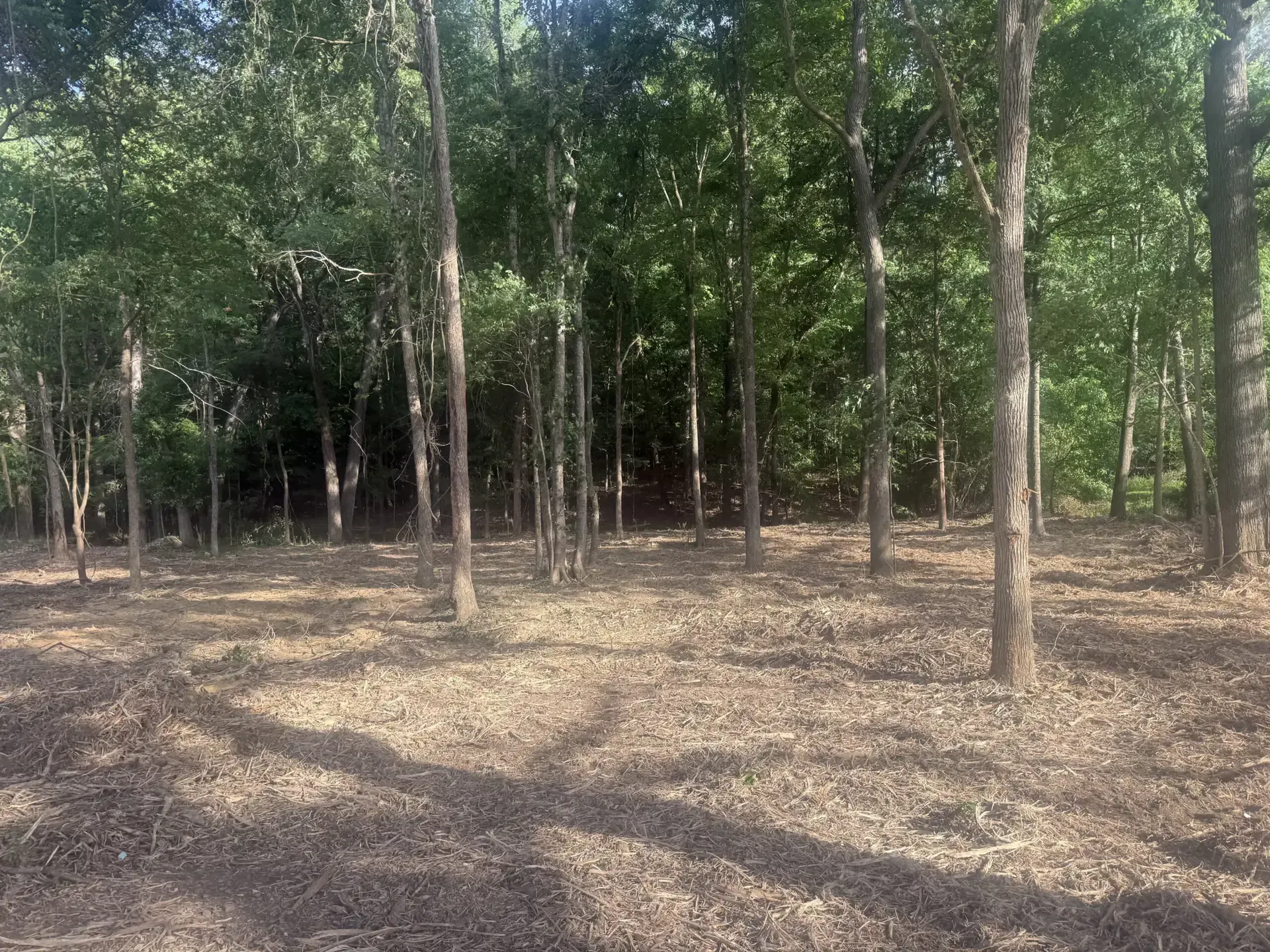 Sparse woodland with tall trees and dry leaf-covered ground in daylight