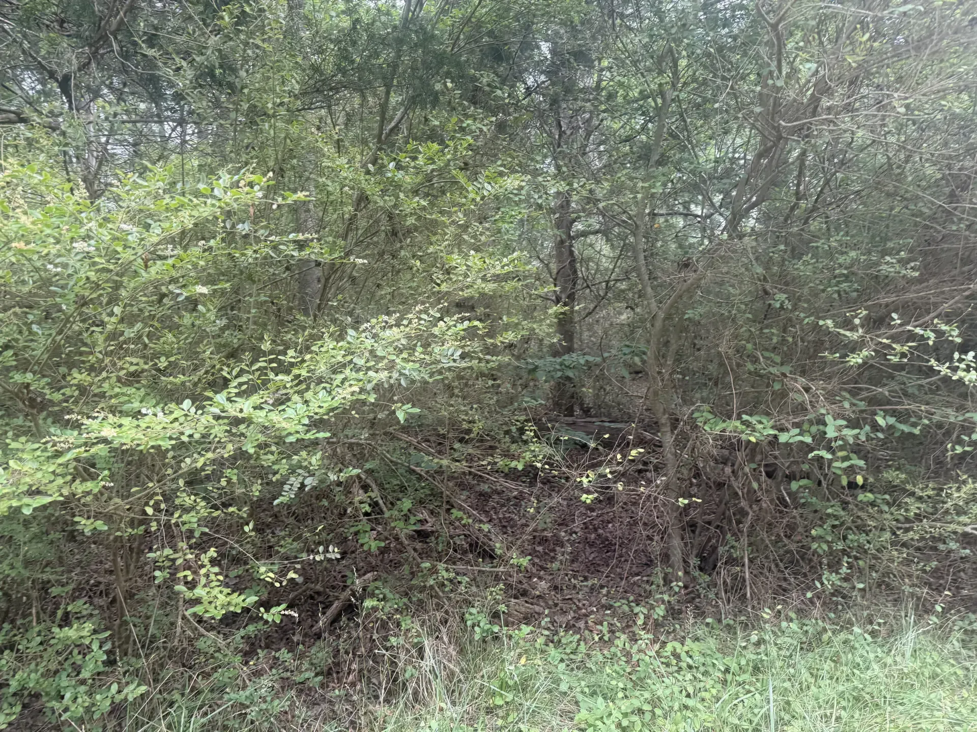 Dense green woodland with shrubs and trees on a wooded hillside