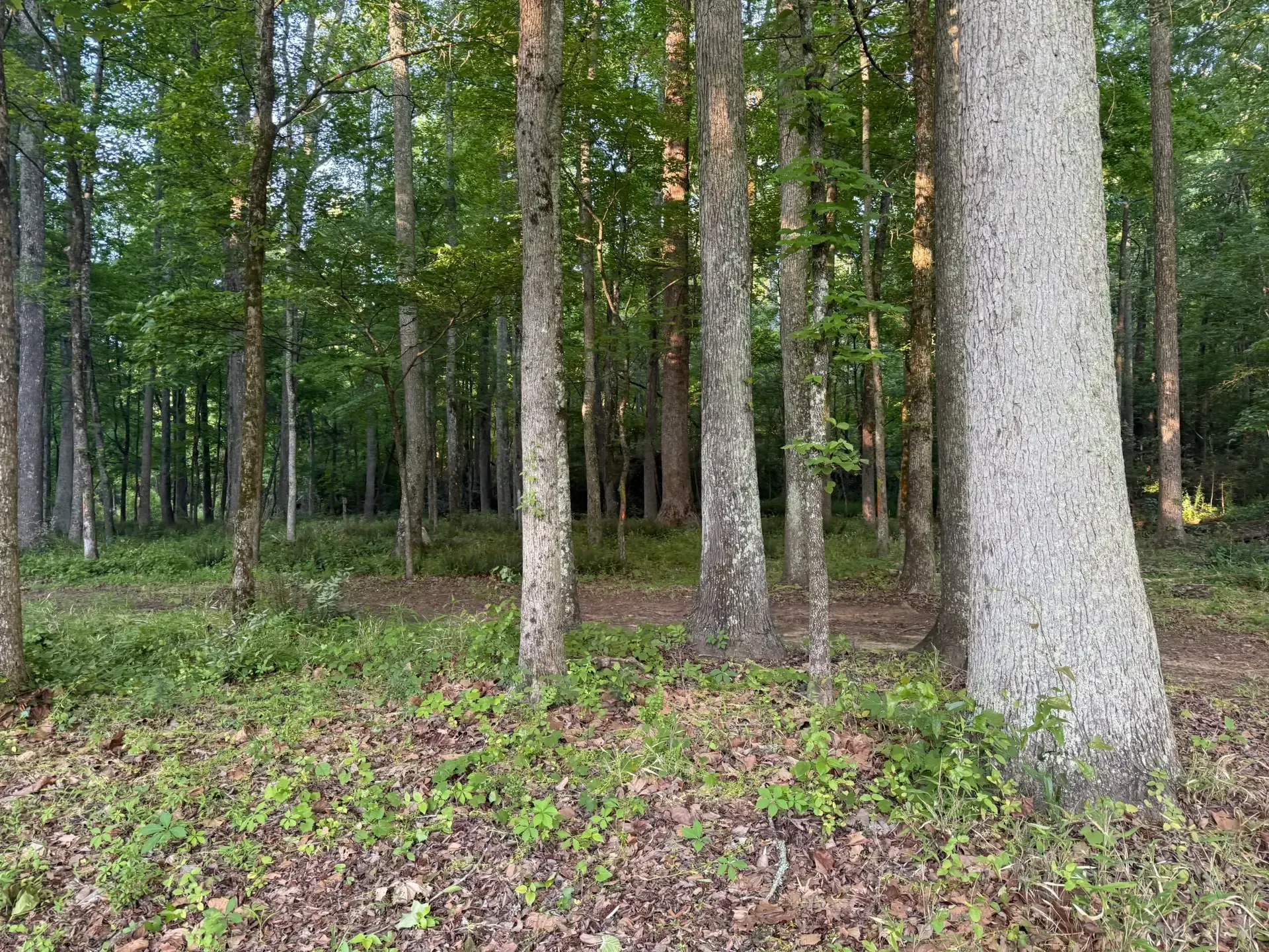 Dense green forest with tall tree trunks and a leaf-covered ground