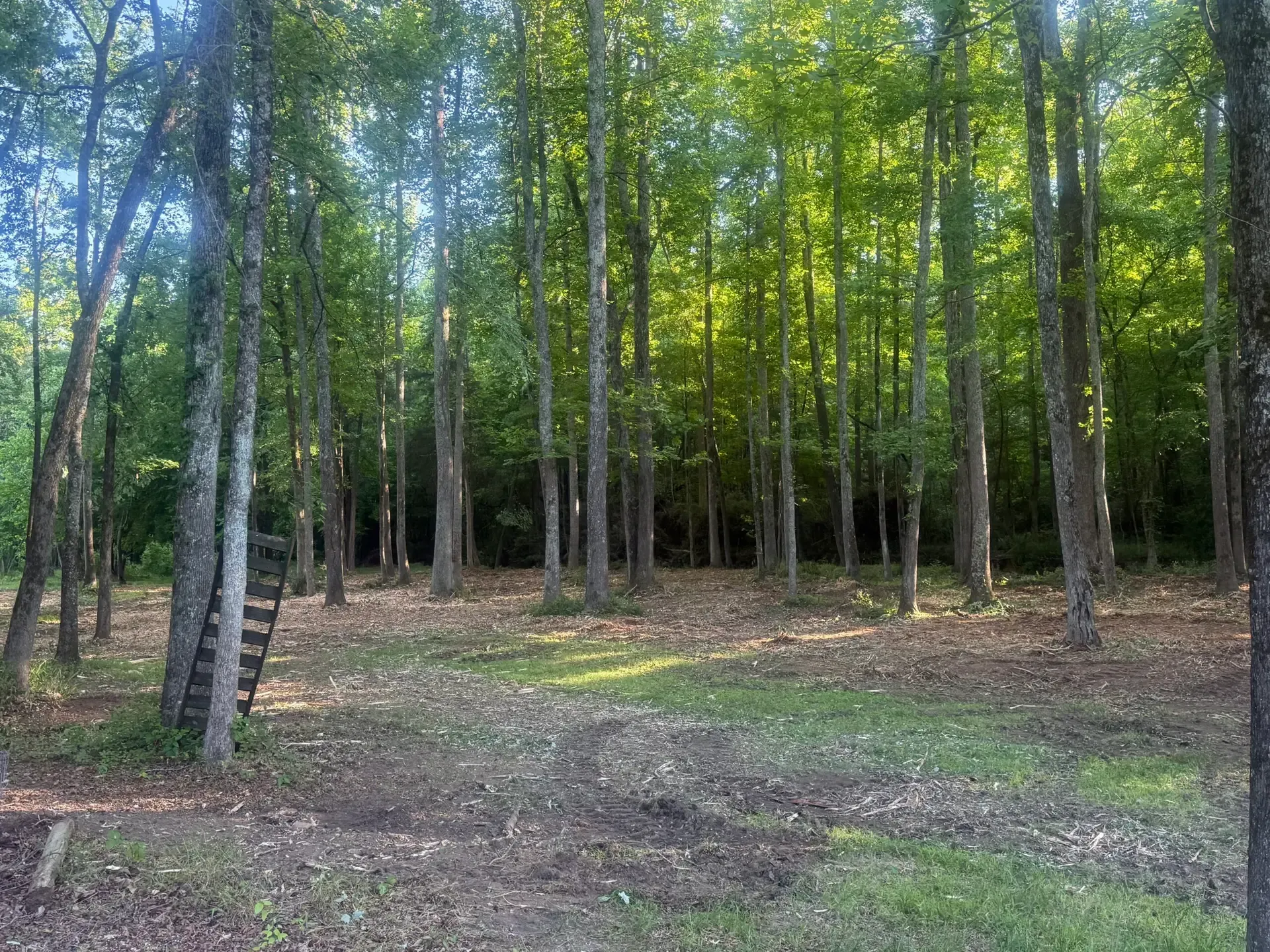Sparse forest with tall green trees and a leaf-strewn ground in dappled sunlight