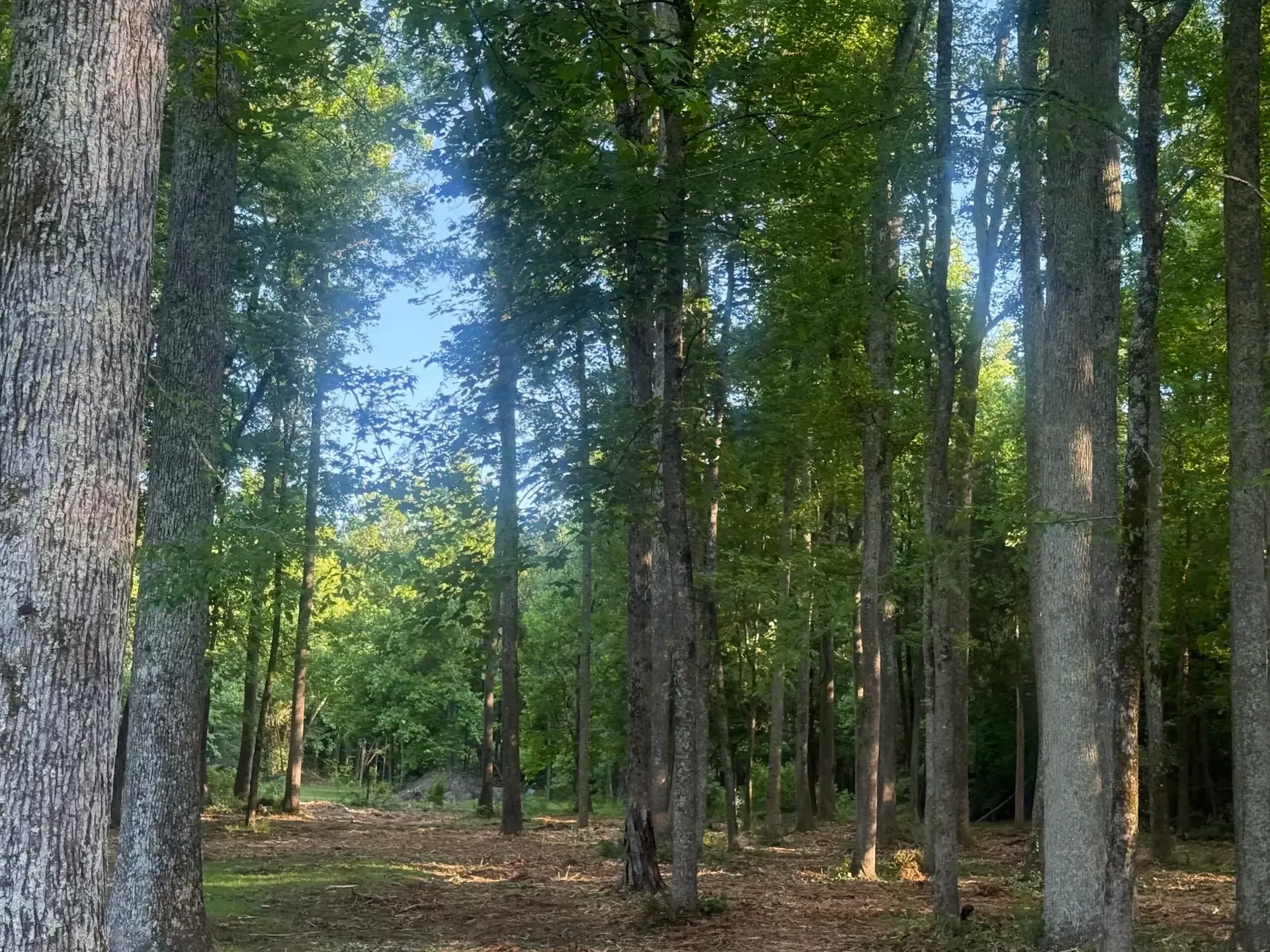 Tall trees in a sunlit forest with green foliage and a dirt-covered ground