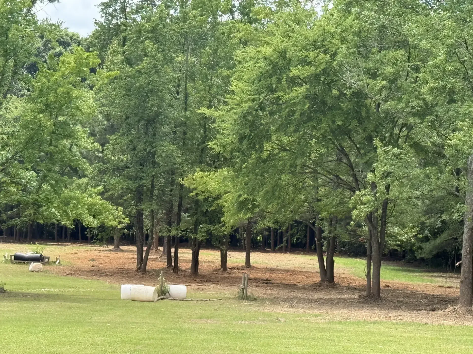 Wooded park clearing with green trees, a grassy lawn, and scattered benches and logs