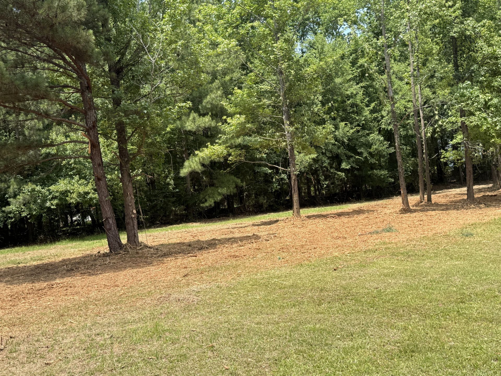 Grassy clearing in a wooded park with trees and dappled sunlight