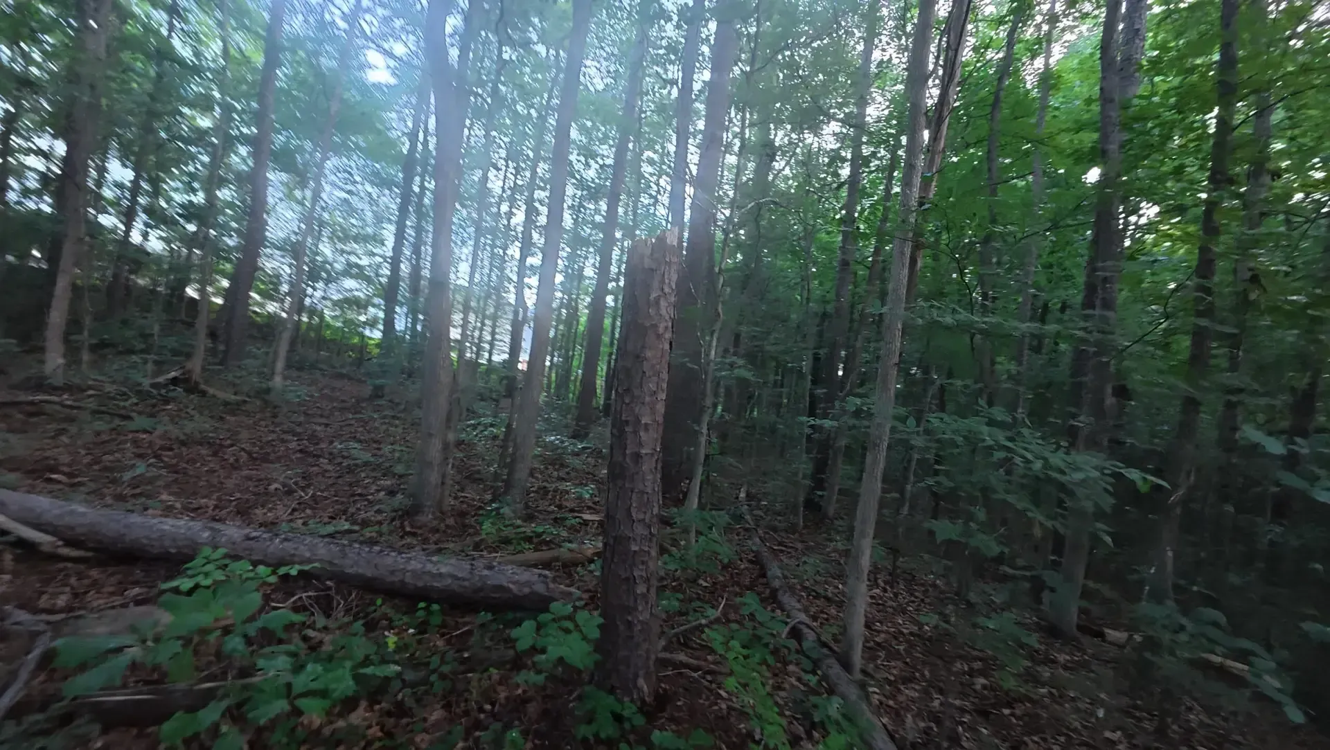 Dense green forest with tall trees, a fallen log, and a dirt path in the foreground