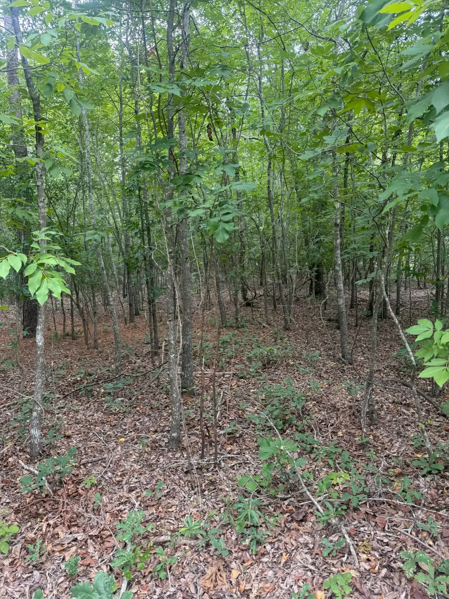 Dense green forest with young trees and leafy ground cover on a wooded hillside