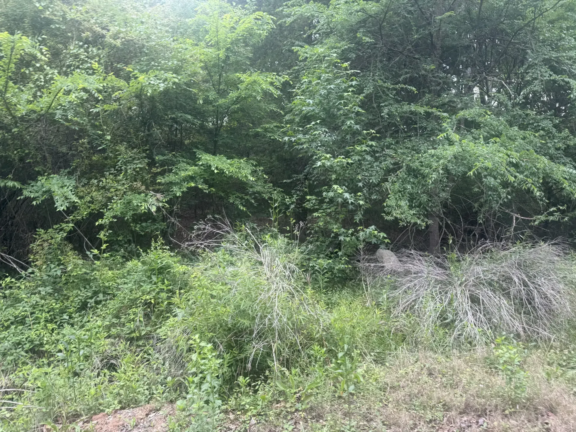 Dense green shrubs and trees along a grassy roadside embankment