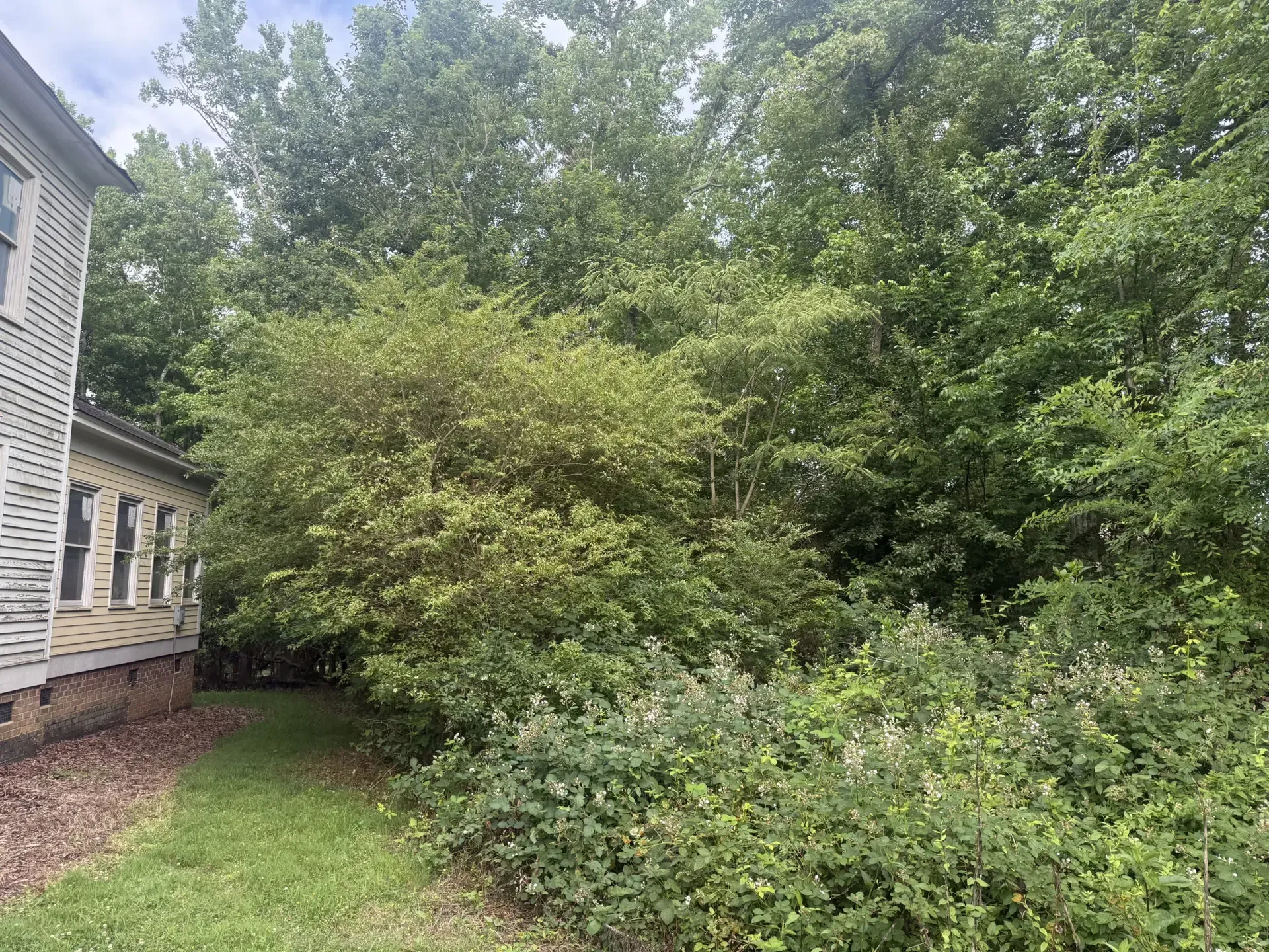 Side yard beside a house, with dense green shrubs and trees under a cloudy sky.