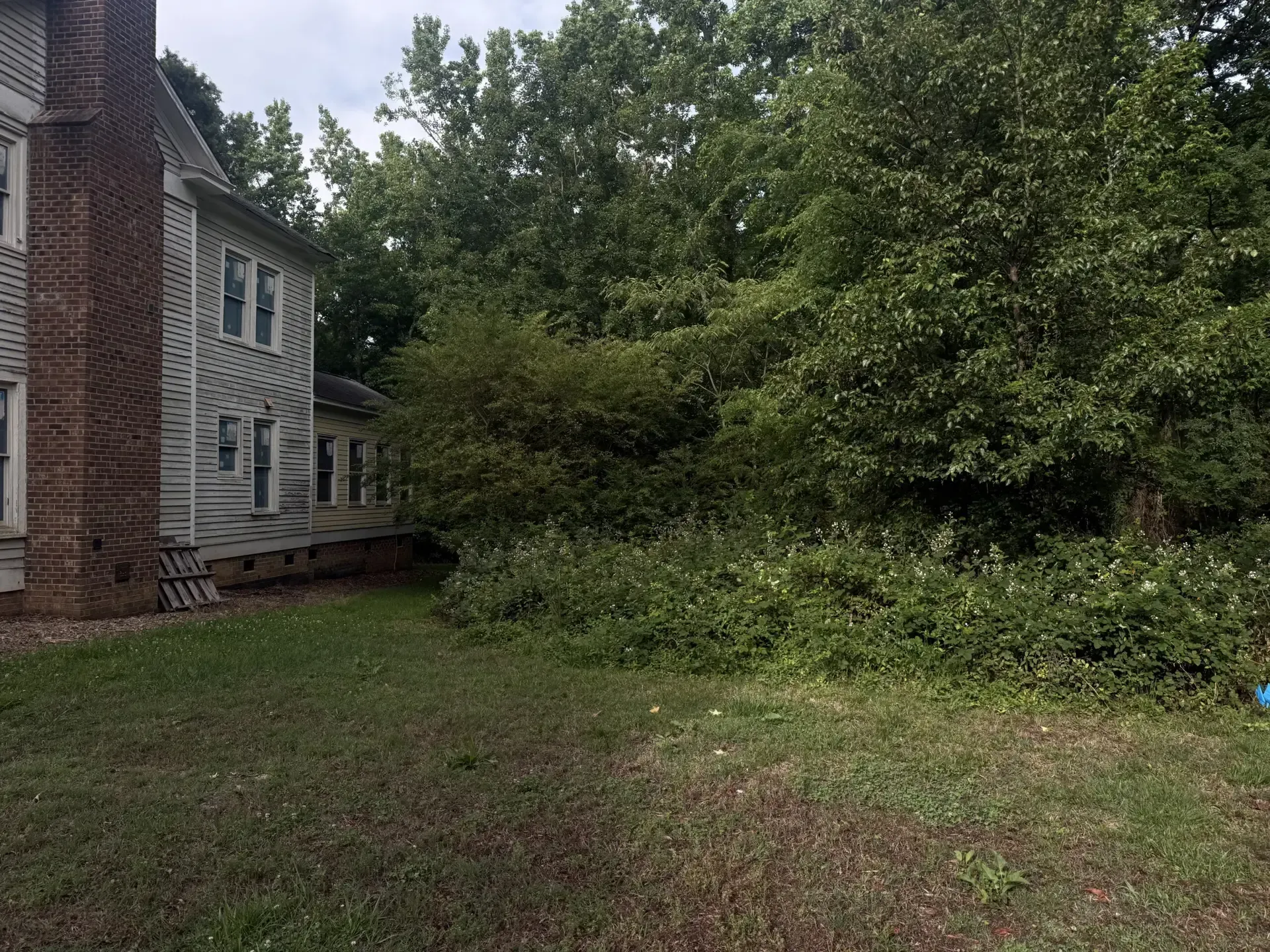 Overgrown yard beside a brick house with dense green trees and shrubs