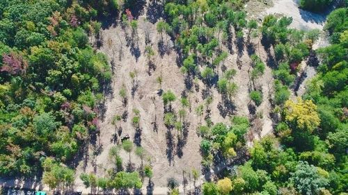 Aerial view of a forest clearing filled with pale, leafless trees surrounded by green woodland.
