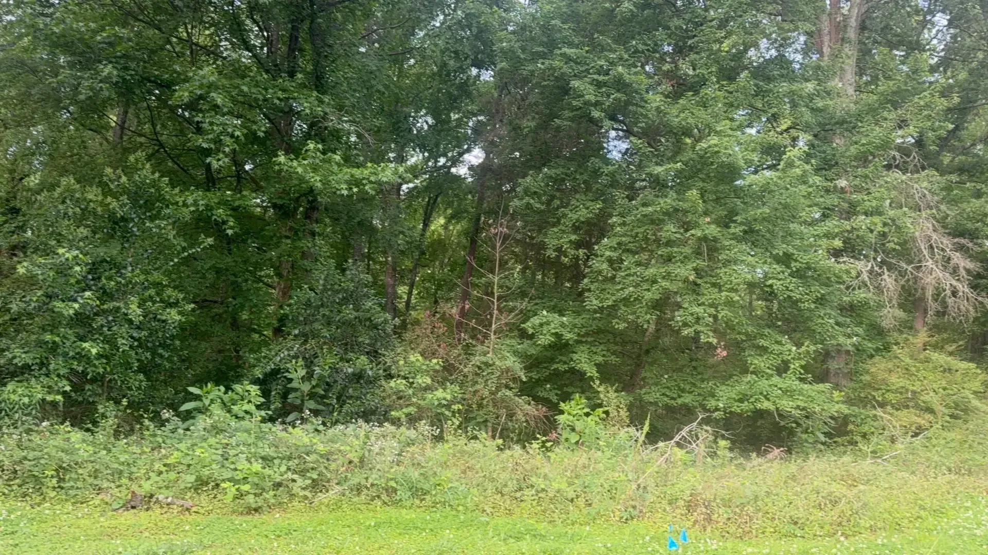 Dense green trees and shrubs along a grassy edge in a wooded area
