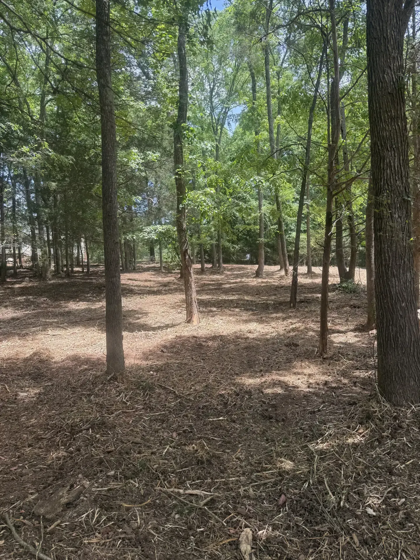 Wooded clearing with tall trees and a leaf-covered ground in bright daylight