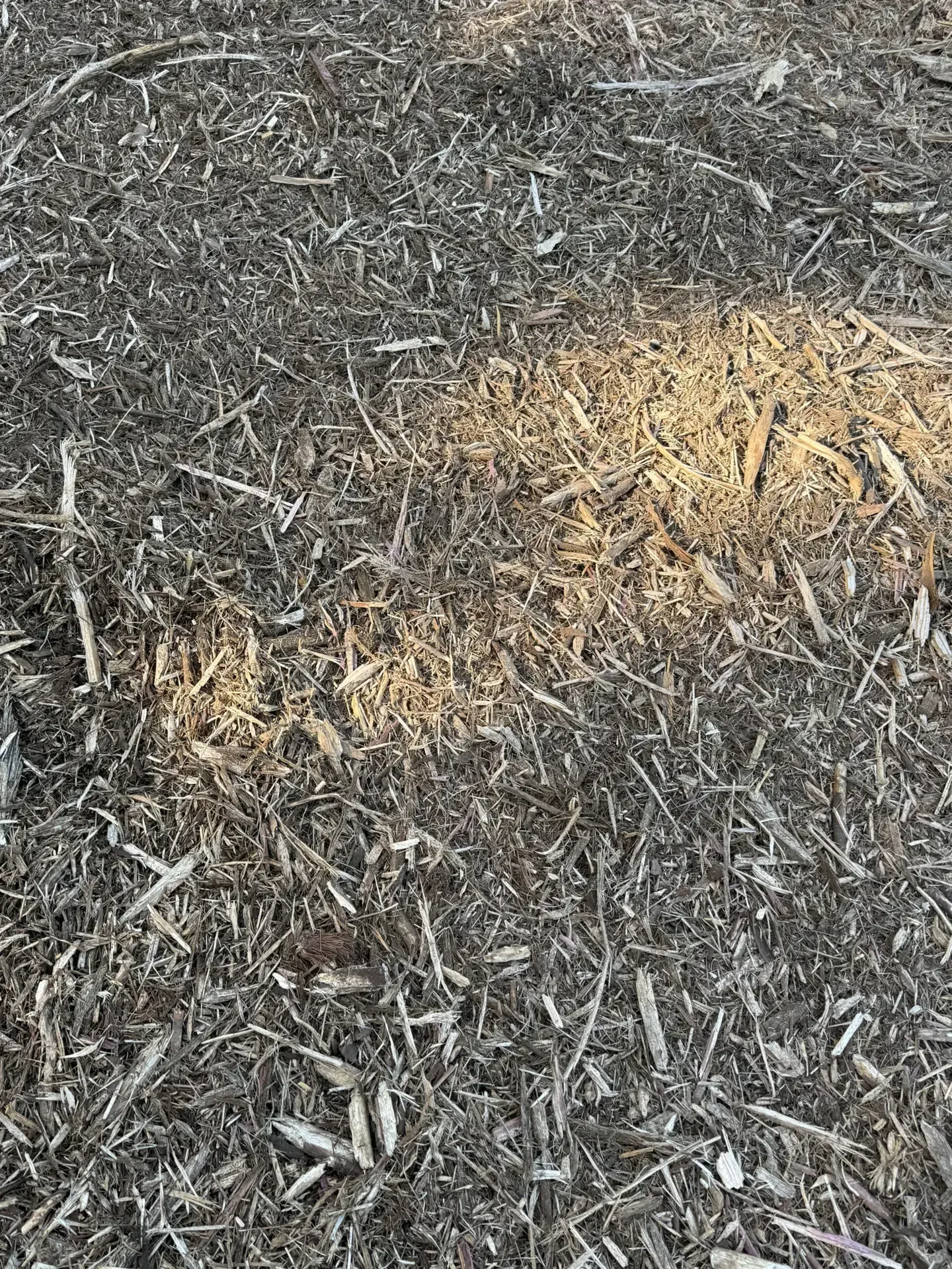 Dry straw and mulch scattered on dark soil with a small pale yellow pile in the center