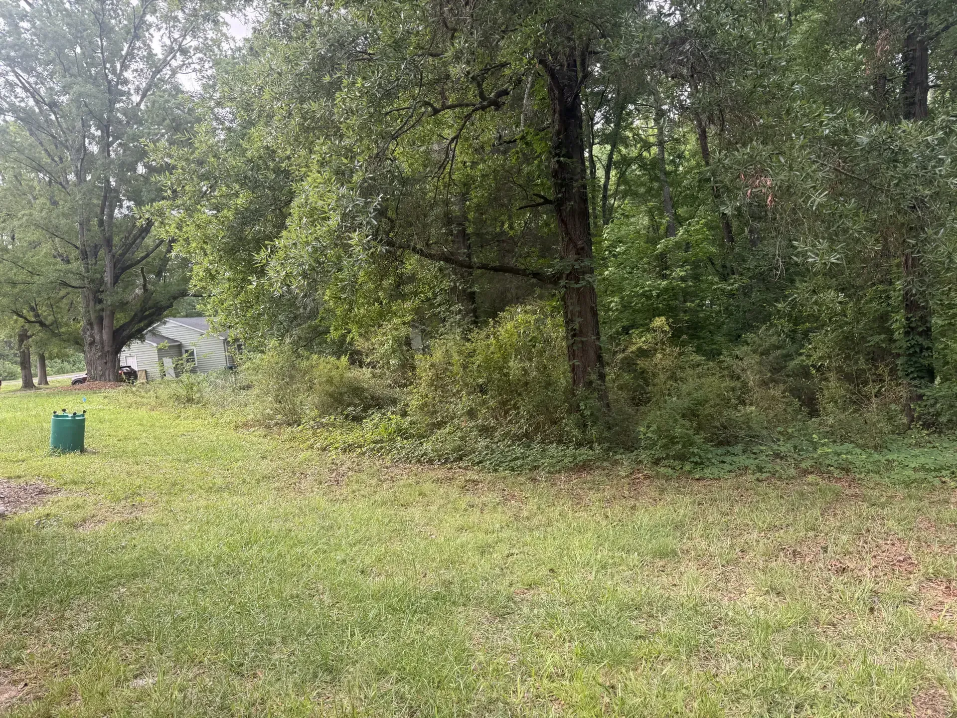 Grassy yard with dense trees and brush, a small shed in the background, and a green bin near the left side.