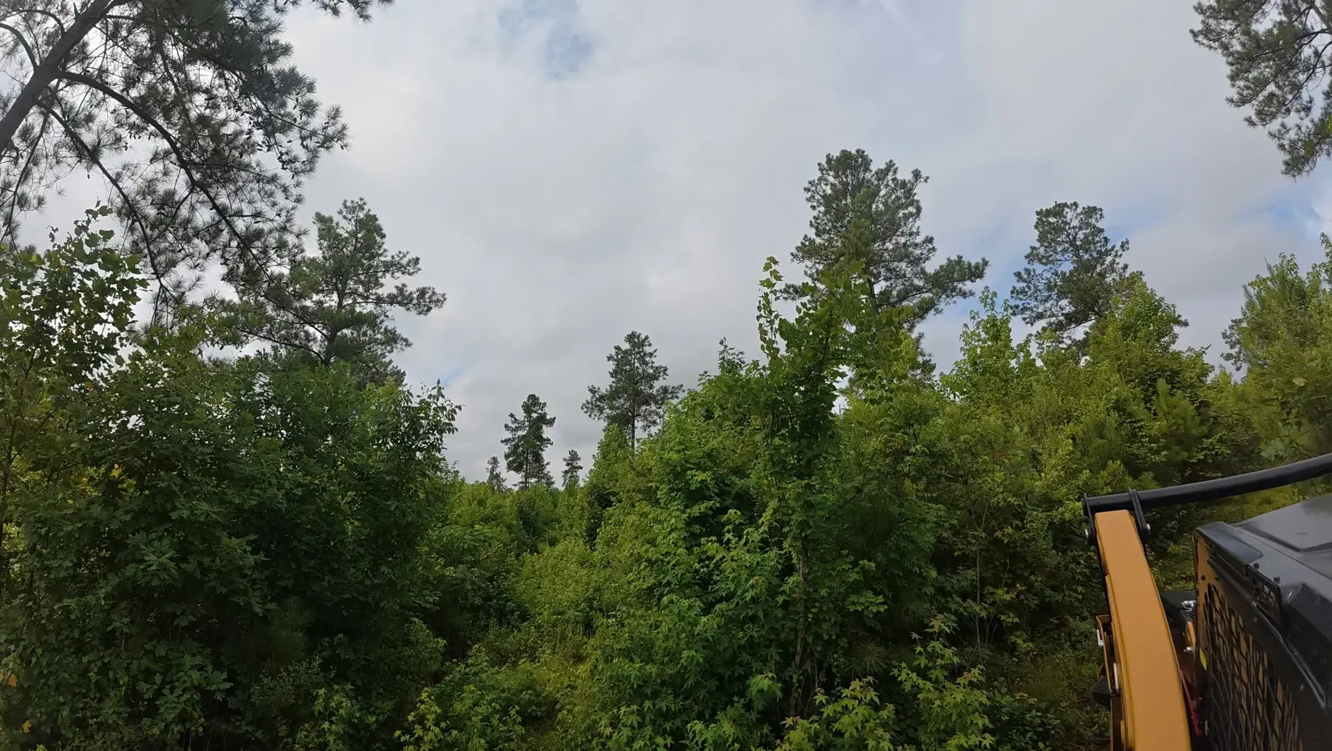 Green forest canopy under a cloudy sky, with part of a yellow structure at right