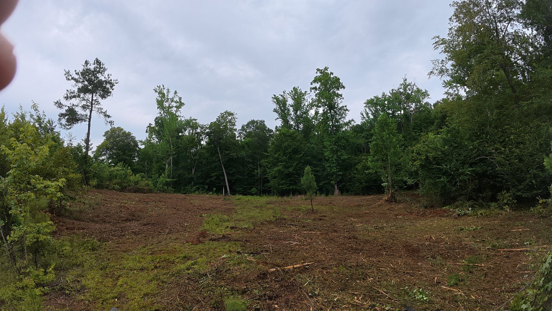 Cleared field with young trees and shrubs under a cloudy sky, surrounded by forest greenery