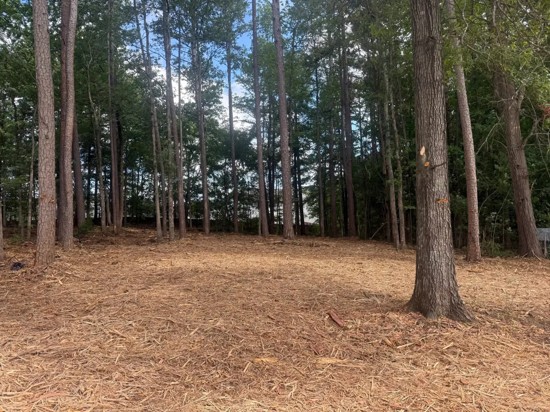 Wooded clearing with tall pine trees and a ground covered in brown leaves