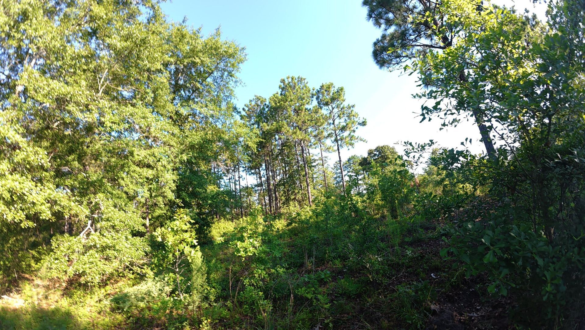 Dense green trees and shrubs under a bright blue sky in a sunny wooded landscape
