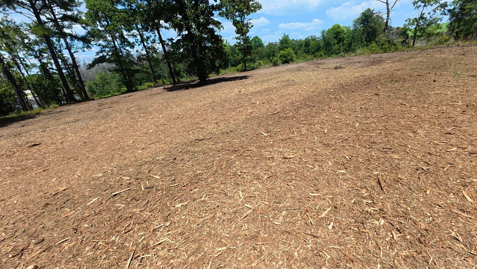 Woodchip-covered field with scattered trees under a blue sky