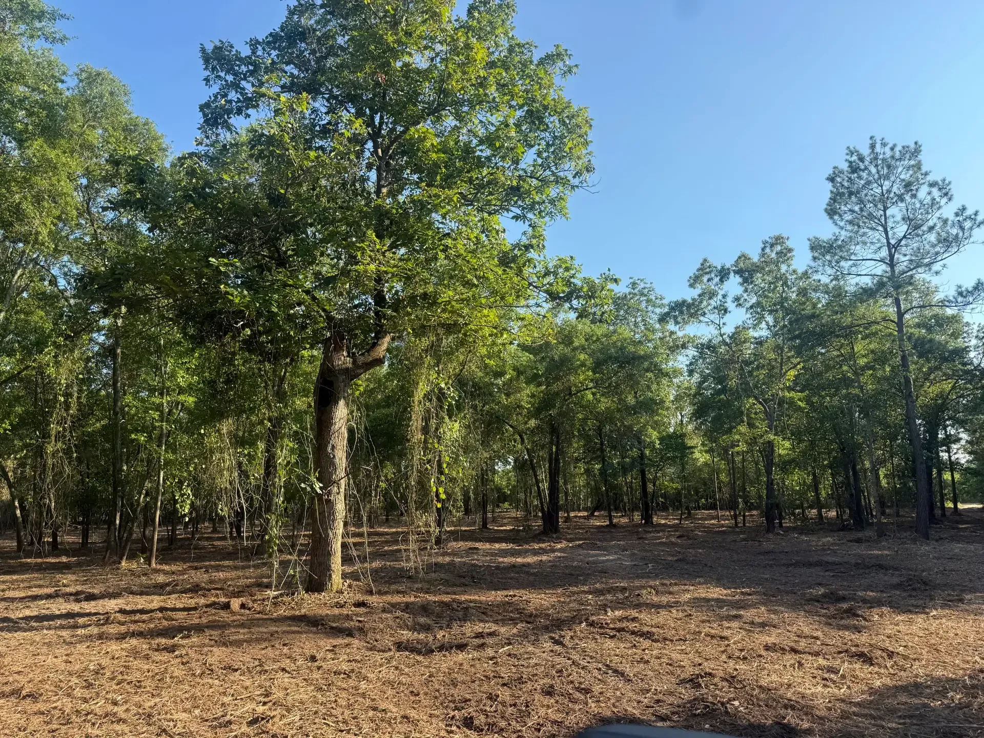 Dry woodland with scattered trees, brown leaf-covered ground, and a bright blue sky