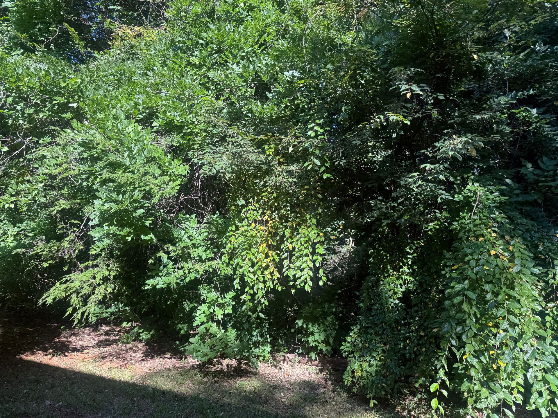 Dense green bushes and trees lining a dirt path in bright sunlight