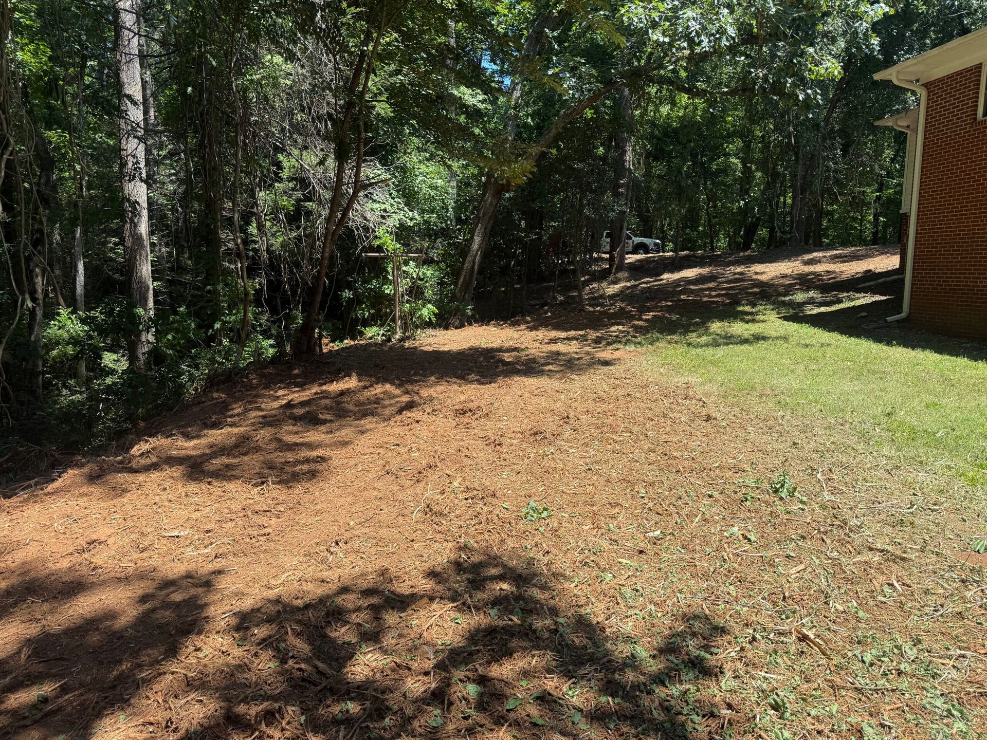 Wooded backyard with leaf-covered ground, dappled sunlight, and a shed at the right edge