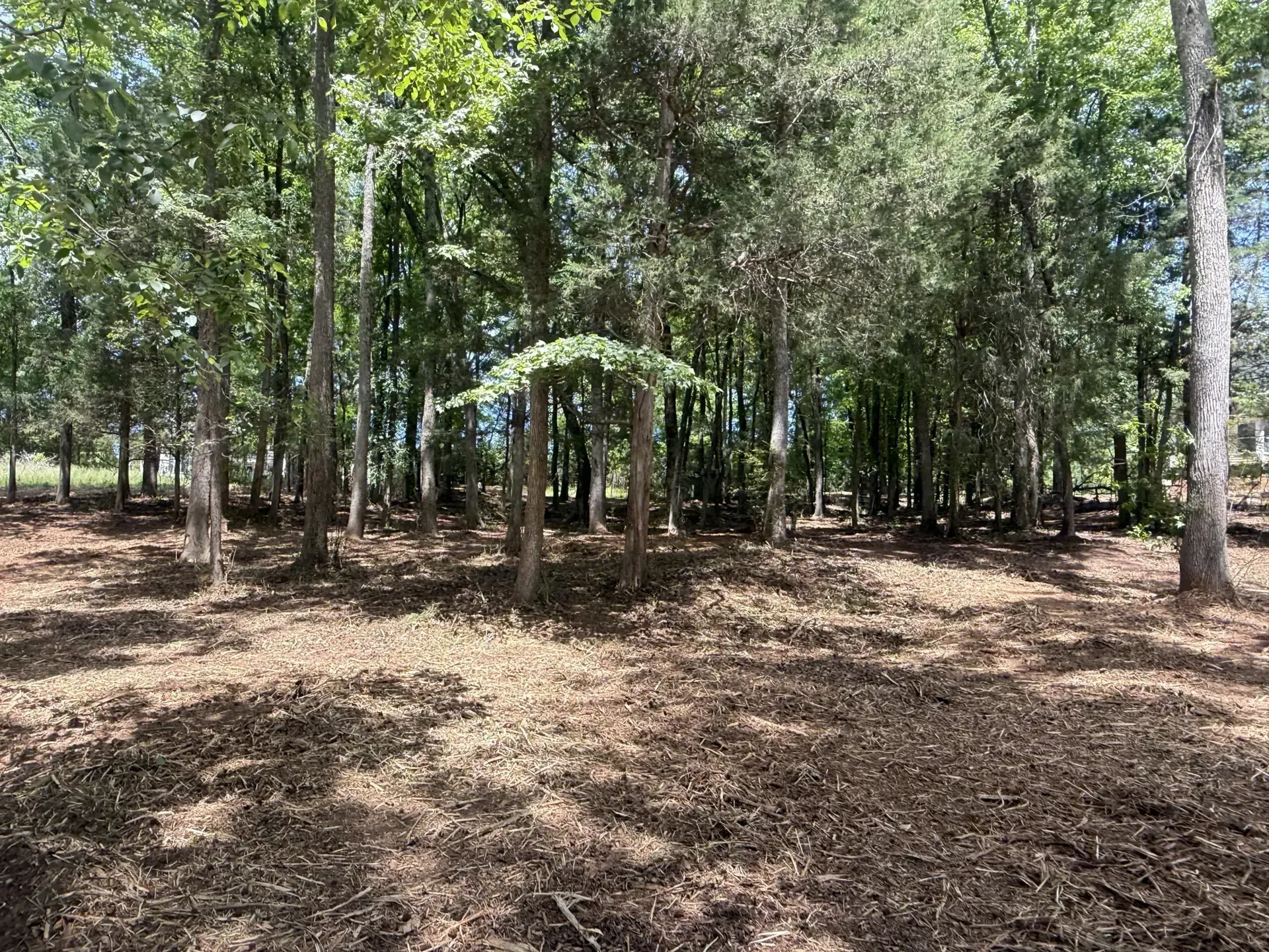Wooded clearing with a small floral arch amid tall trees and dry leaf-covered ground