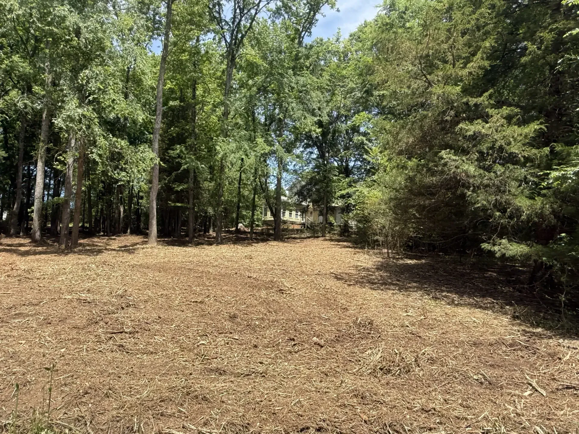 Wooded clearing with bare ground, tall trees, and bright sunlight filtering through the canopy