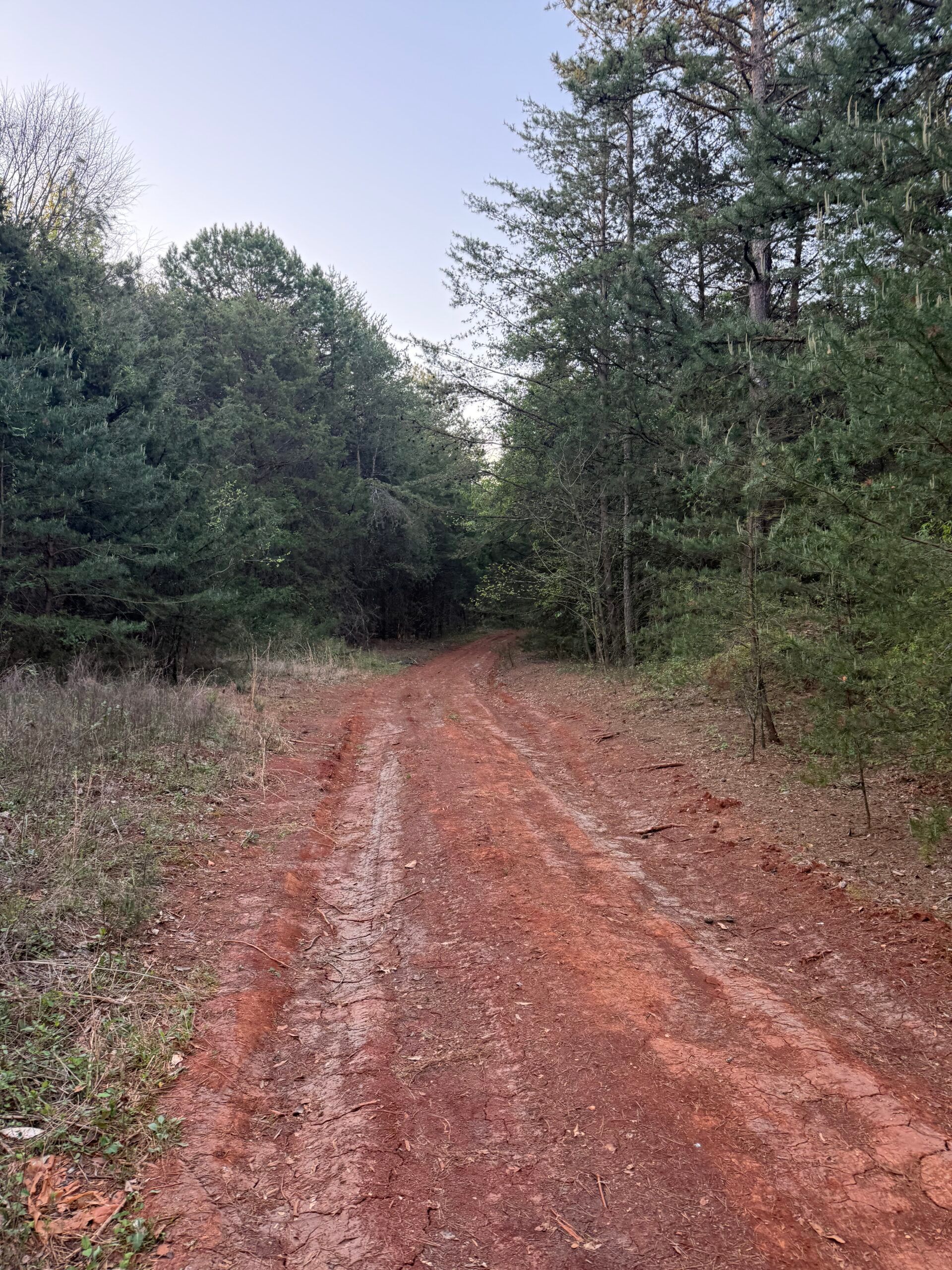 Red dirt trail through a wooded forest with trees and dry grass on both sides