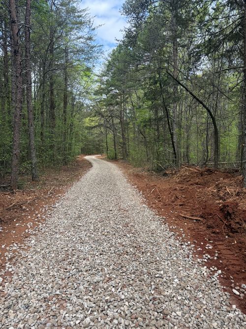 Gravel path winding through a dense green forest with bare tree trunks and brown leaf litter
