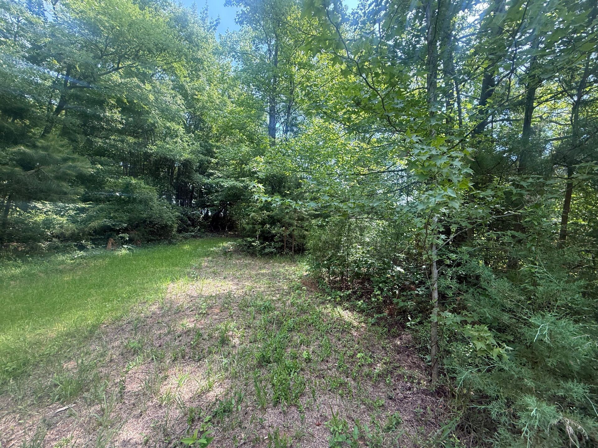 Wooded clearing with green grass, dense trees, and a sunlit dirt path under a leafy canopy