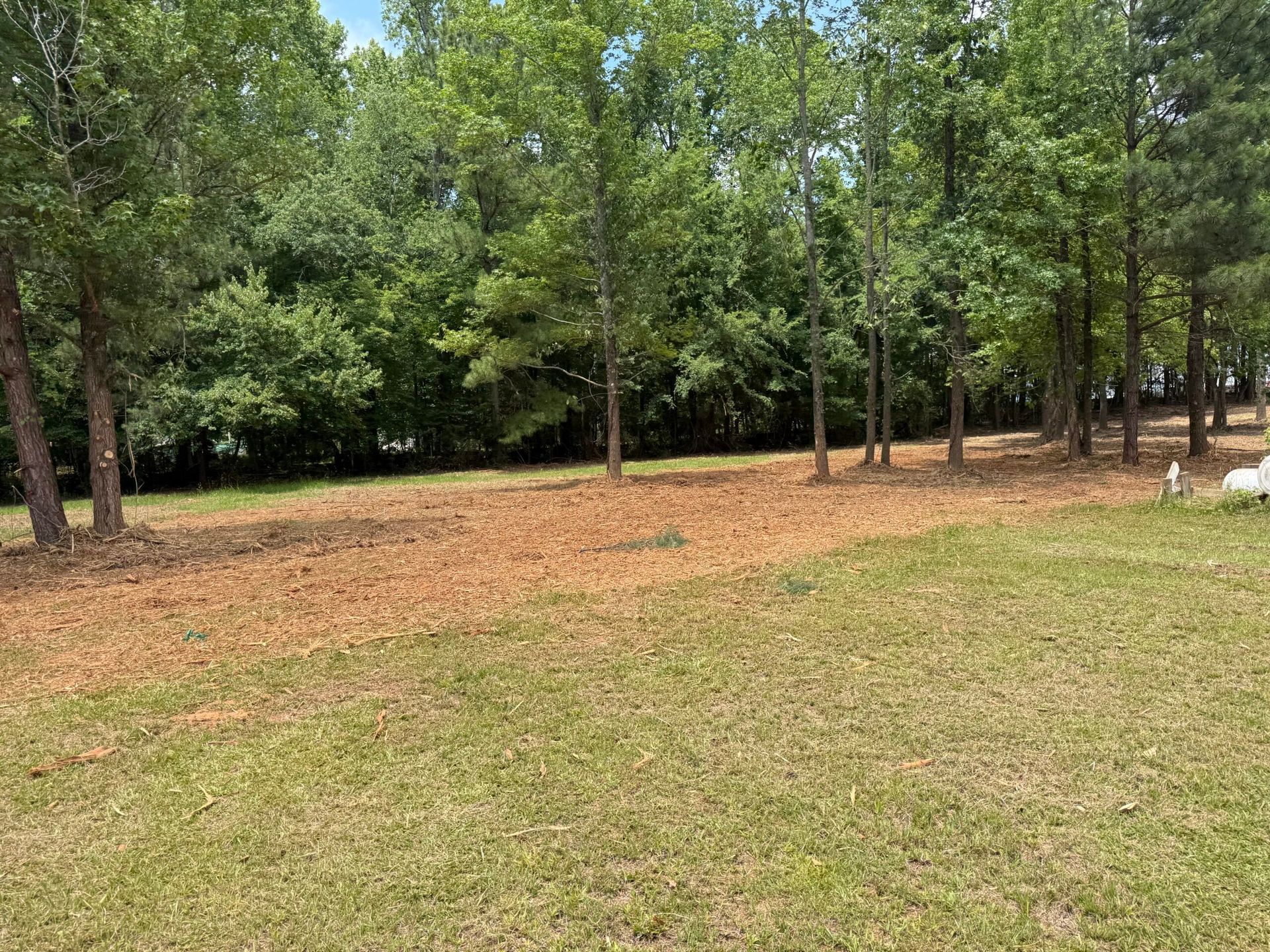 Wooded clearing with tall green trees, patchy brown grass, and a small white rock at right.