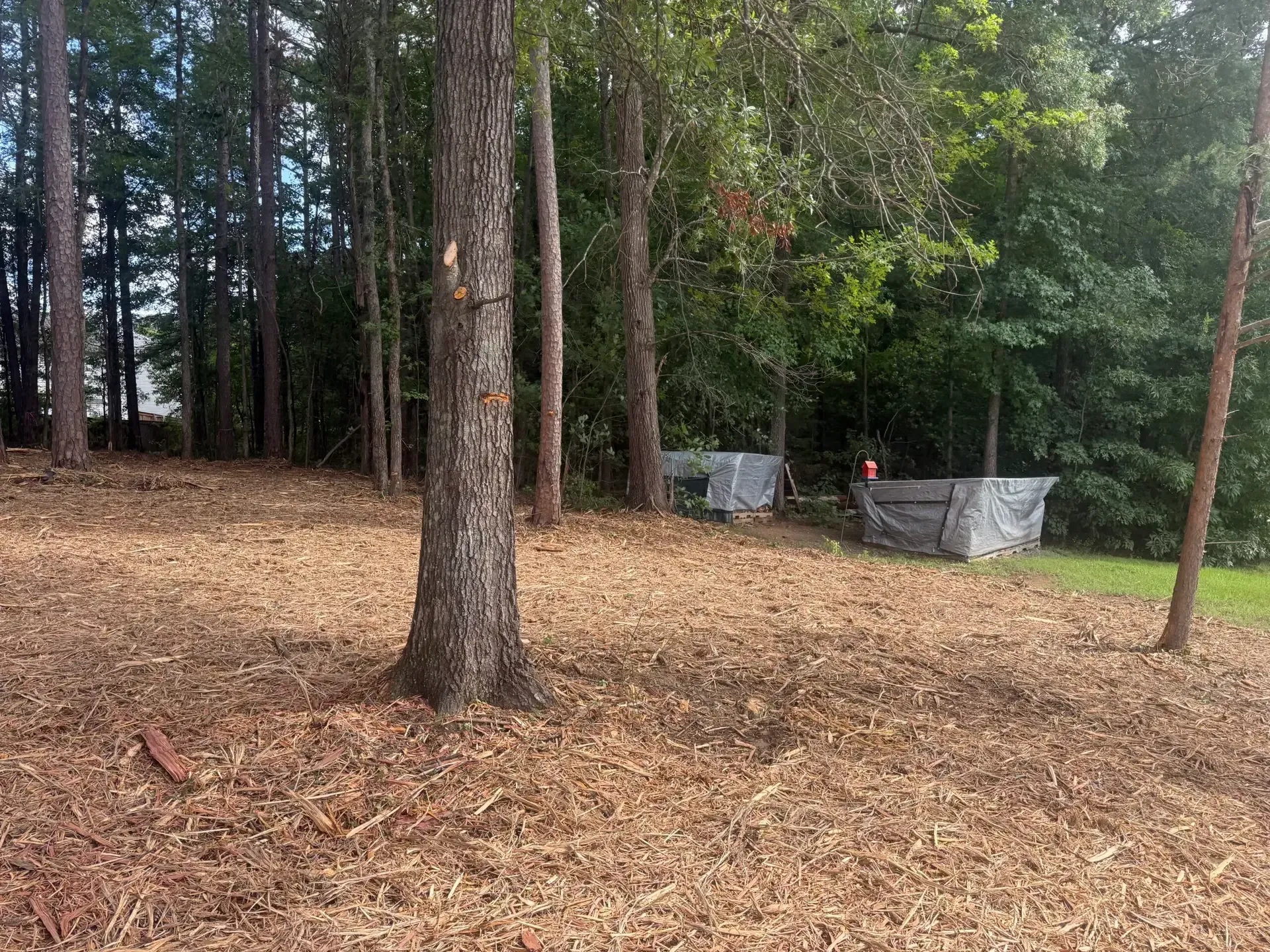 Wooded yard with tall trees, leaf-covered ground, and two small gray structures near the edge of the clearing